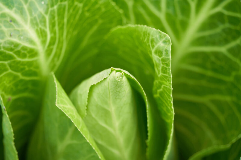 Brassica oleracea var. capitata f. alba