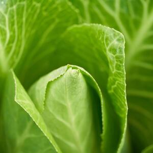 Brassica oleracea var. capitata f. alba