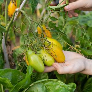 Solanum lycopersicum ‚Banana Legs‘ 