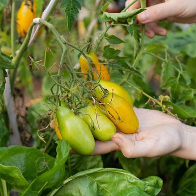 Solanum lycopersicum ‚Banana Legs‘ 