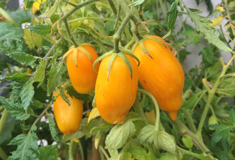 Solanum lycopersicum ‚Banana Legs‘ 