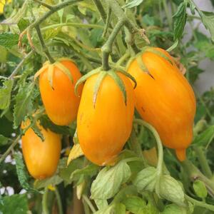 Solanum lycopersicum ‚Banana Legs‘ 