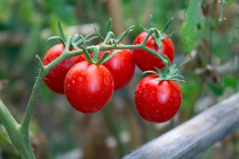 Solanum lycopersicum ‚Bon Bon‘