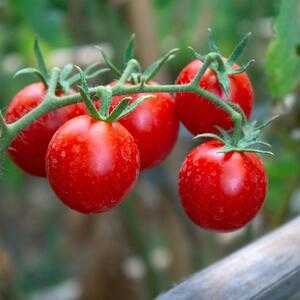 Solanum lycopersicum ‚Bon Bon‘