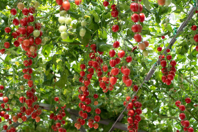 Solanum lycopersicum ‚Bon Bon‘