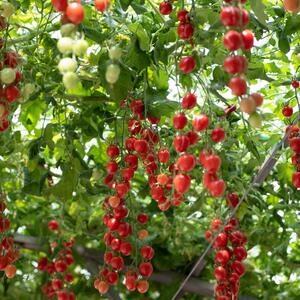 Solanum lycopersicum ‚Bon Bon‘