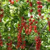 Solanum lycopersicum ‚Bon Bon‘