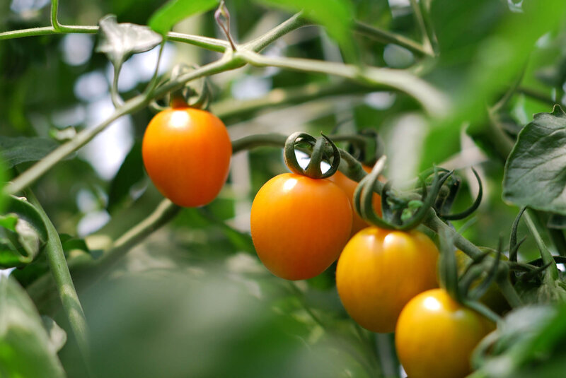 Solanum lycopersicum ‚Honeycomb‘ 