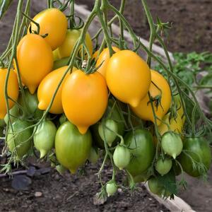 Solanum lycopersicum 'Citrina'