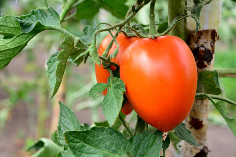 Solanum lycopersicum ‚Diabolik‘ F1