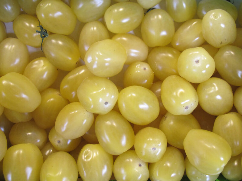 Solanum lycopersicum