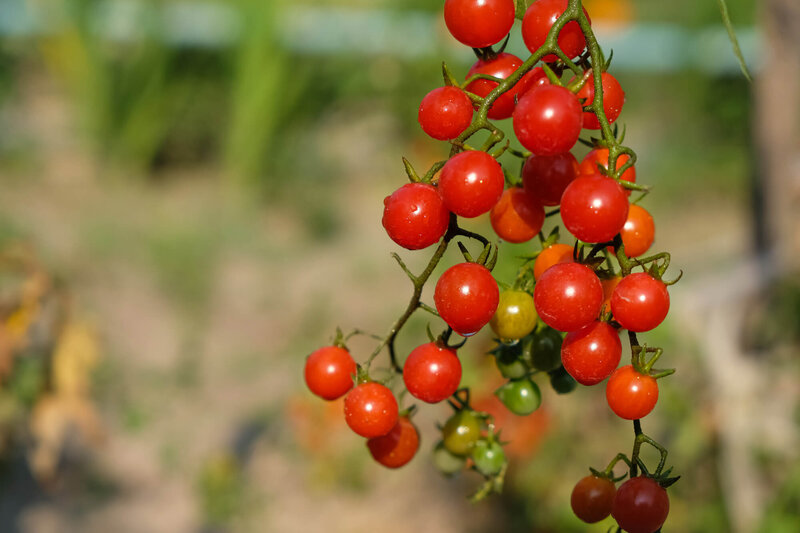Solanum lycopersicum 