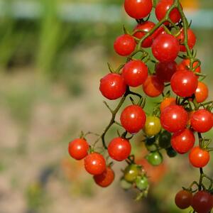 Solanum lycopersicum 