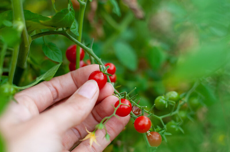 Solanum lycopersicum 