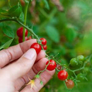 Solanum lycopersicum 