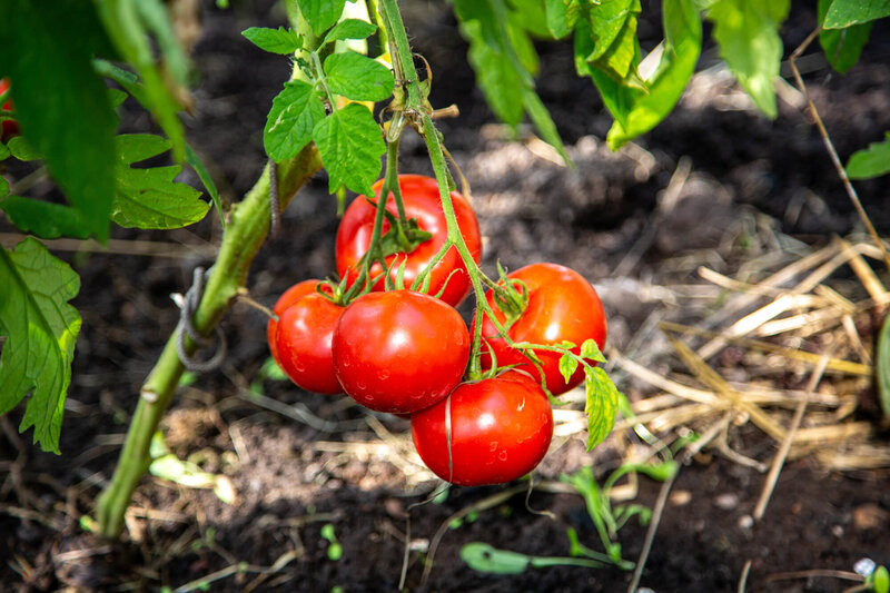 Solanum lycopersicum ‚Previa‘ F1