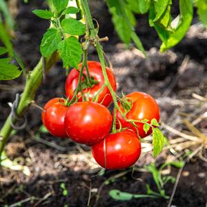 Solanum lycopersicum ‚Previa‘ F1