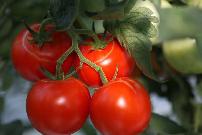 Solanum lycopersicum ‚Previa‘ F1