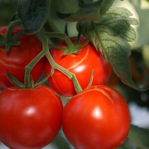 Solanum lycopersicum ‚Previa‘ F1