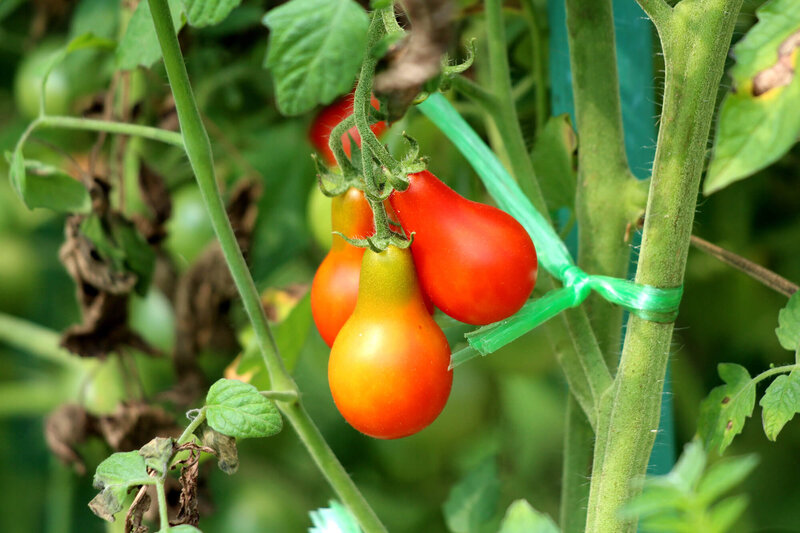 Cocktailtomate Solanum lycopersicum ‚Red Pear‘ F1