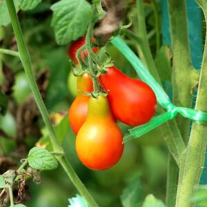 Cocktailtomate Solanum lycopersicum ‚Red Pear‘ F1
