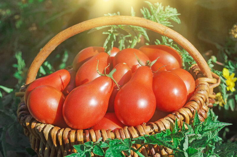 Cocktailtomate Solanum lycopersicum ‚Red Pear‘ F1