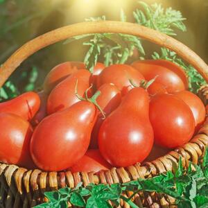 Cocktailtomate Solanum lycopersicum ‚Red Pear‘ F1
