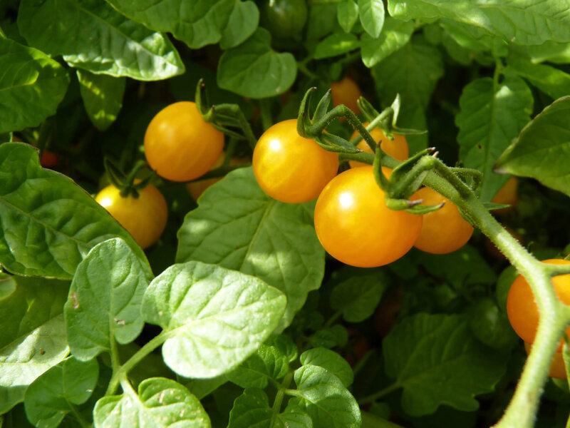 Solanum lycopersicum