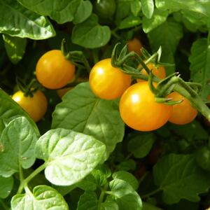 Solanum lycopersicum