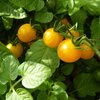 Solanum lycopersicum
