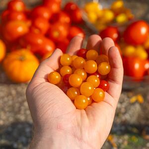 Solanum lycopersicum
