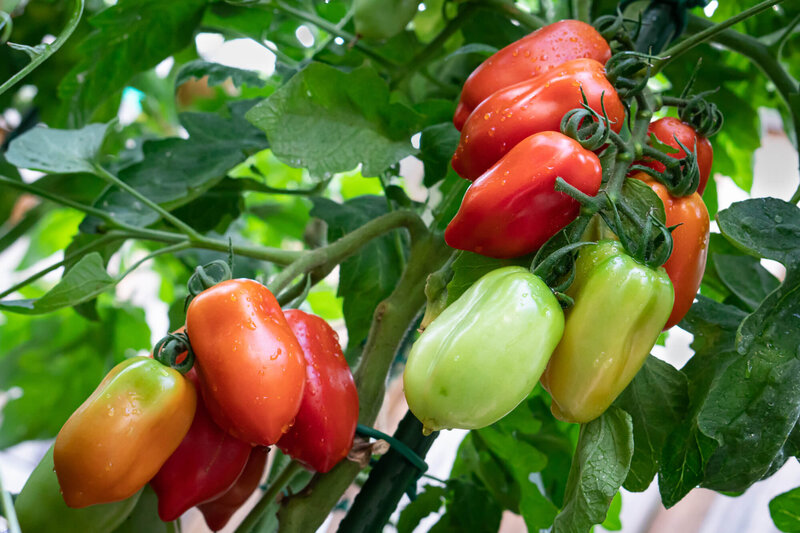 Solanum lycopersicum ‚San Marzano Giano‘ 