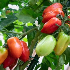 Solanum lycopersicum ‚San Marzano Giano‘ 
