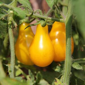 Solanum lycopersicum ‚Yellow Pear‘ F1 