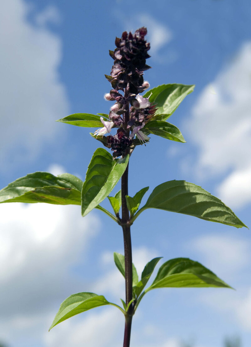 Ocimum basilicum