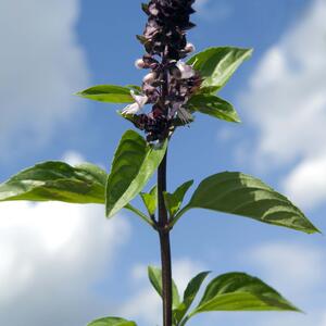 Ocimum basilicum