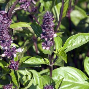 Ocimum basilicum