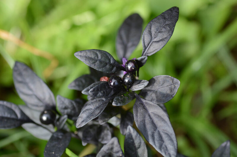 Capsicum frutescens ' Black Pearl'