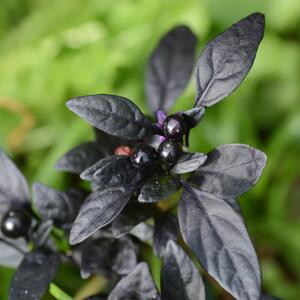 Capsicum frutescens ' Black Pearl'