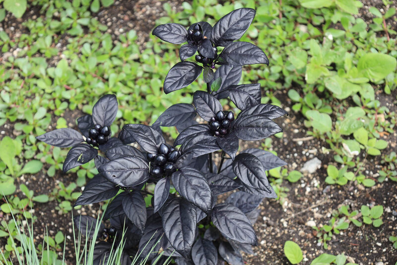 Capsicum frutescens ' Black Pearl'