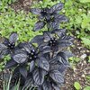 Capsicum frutescens ' Black Pearl'
