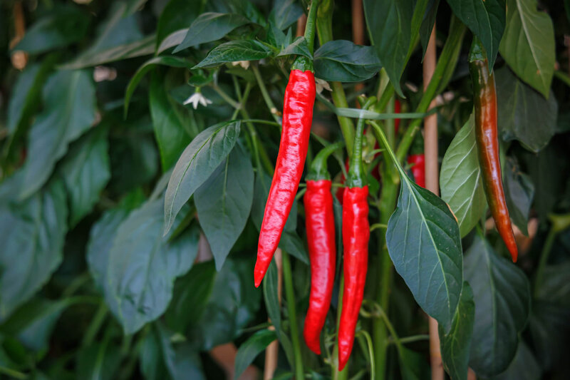 Capsicum frutescens 'Cayambe'