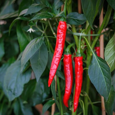 Capsicum frutescens 'Cayambe'
