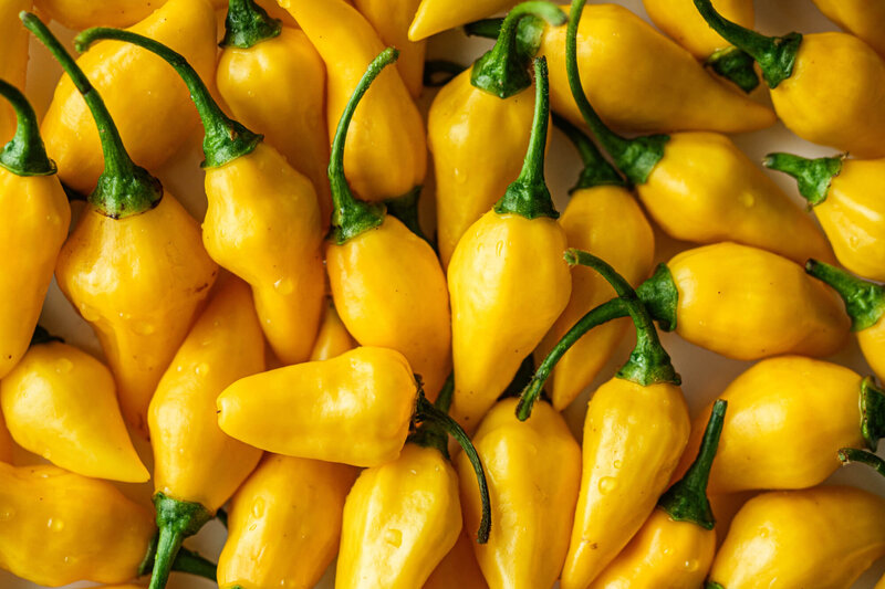 Capsicum frutescens 'Fatalii Yellow'