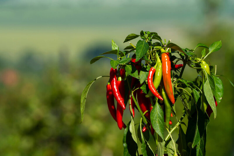 Capsicum frutescens 'Gorria Calabrese'