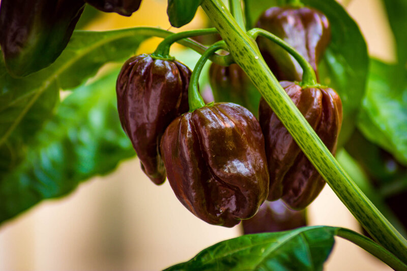 Capsicum frutescens 'Habanero' 