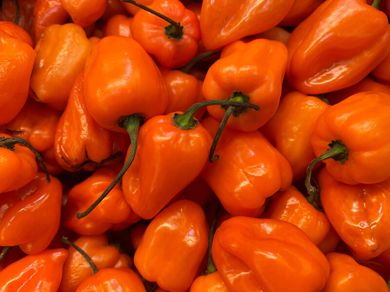 Capsicum frutescens 'Habanero' 