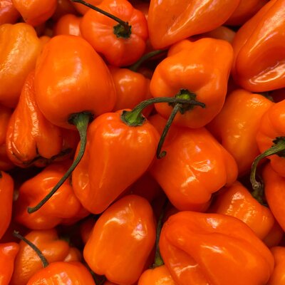 Capsicum frutescens 'Habanero' 
