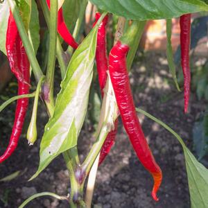 Capsicum frutescens 'Joe's Long'