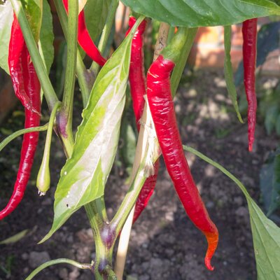 Capsicum frutescens 'Joe's Long'